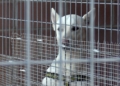 perros 3 La Protectora abre sus puertas a los melillenses para dar a conocer a sus animales