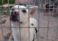 perros 4 La Protectora abre sus puertas a los melillenses para dar a conocer a sus animales
