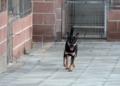 perros 5 La Protectora abre sus puertas a los melillenses para dar a conocer a sus animales