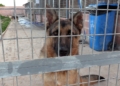 perros 6 La Protectora abre sus puertas a los melillenses para dar a conocer a sus animales