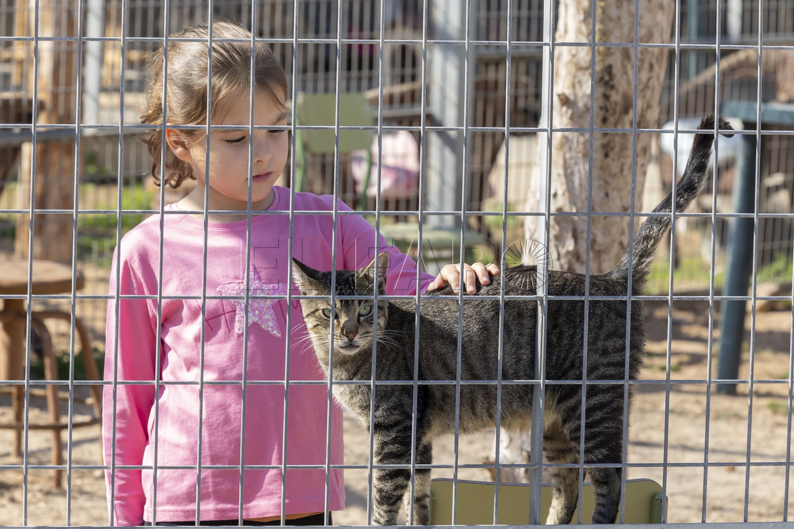 protectora R03L1825 Los beneficios de las mascotas para la salud mental