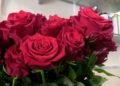 rosas Floristerías llenas en Melilla este San Valentín