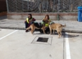 7dbc1683 fd80 4223 8ab8 2c63e93a45bb La Caminata Canina llega a su quinta edición con el fin de dar visibilidad a la Protectora