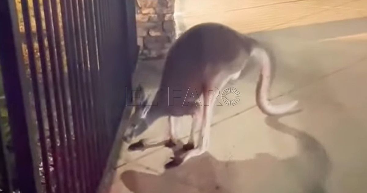 Canguro detenido Capturan a un canguro en la piscina de una comunidad de vecinos