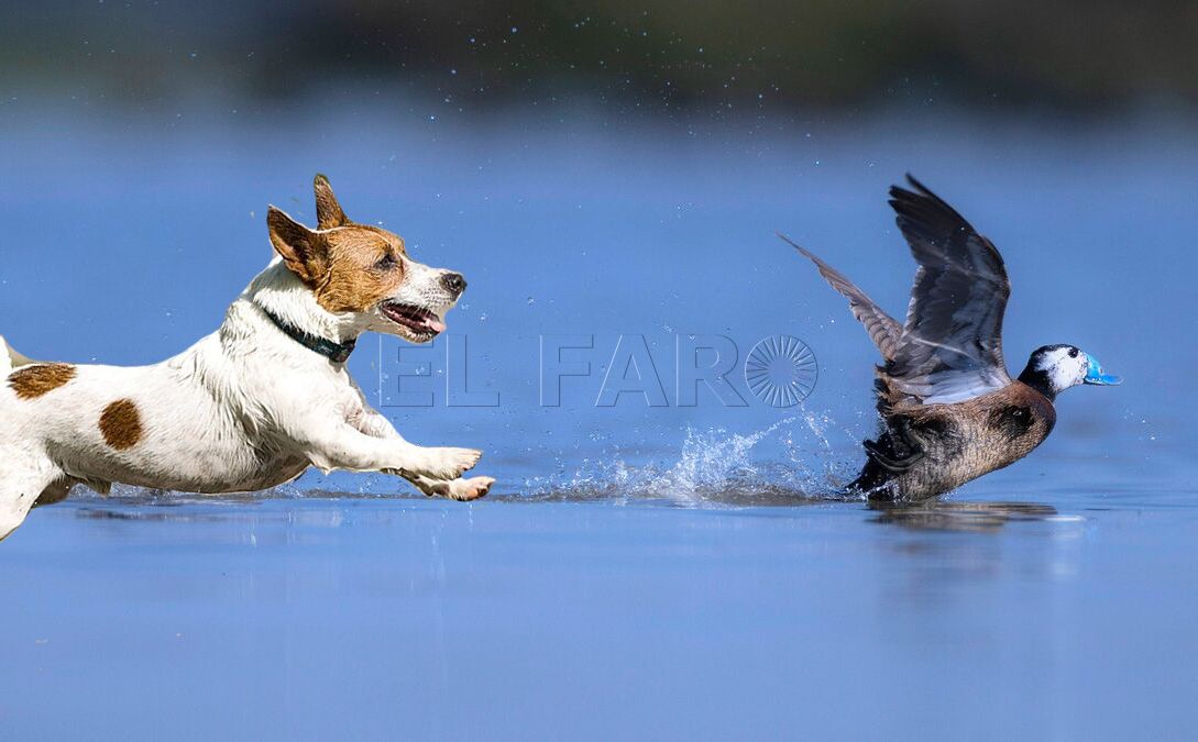 Montaje perro persigue malvasia Espacios protegidos y perros