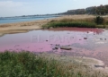 WhatsApp Image 2024 03 07 at 14.09.38 Una explosión bacteriana tiñe de rosa la desembocadura del río de Oro