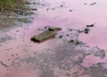 WhatsApp Image 2024 03 07 at 16.16.55 Una explosión bacteriana tiñe de rosa la desembocadura del río de Oro