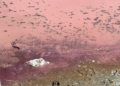 WhatsApp Image 2024 03 07 at 16.16.56 Una explosión bacteriana tiñe de rosa la desembocadura del río de Oro