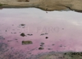 WhatsApp Image 2024 03 07 at 16.16.57 Una explosión bacteriana tiñe de rosa la desembocadura del río de Oro