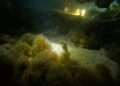 Descubren un caballito de mar en las aguas de Melilla