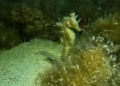 WhatsApp Image 2024 03 16 at 08.31.10 1 Descubren un caballito de mar en las aguas de Melilla