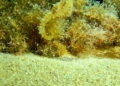 WhatsApp Image 2024 03 16 at 08.31.10 Descubren un caballito de mar en las aguas de Melilla