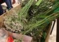 WhatsApp Image 2024 03 26 at 12.42.50 6 El Humillado estrena nuevas flores este Martes Santo