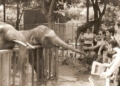 Zoo de Valencia Viaje Estudio 1972 El niño que llevaba la cena a su padre a la parada de taxis de Cándido Lobera
