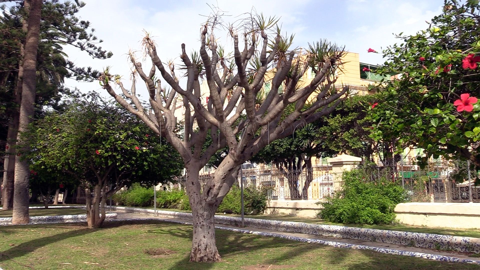 arbol muerto Uno de los dos dragos del Parque Hernández, al borde de la muerte