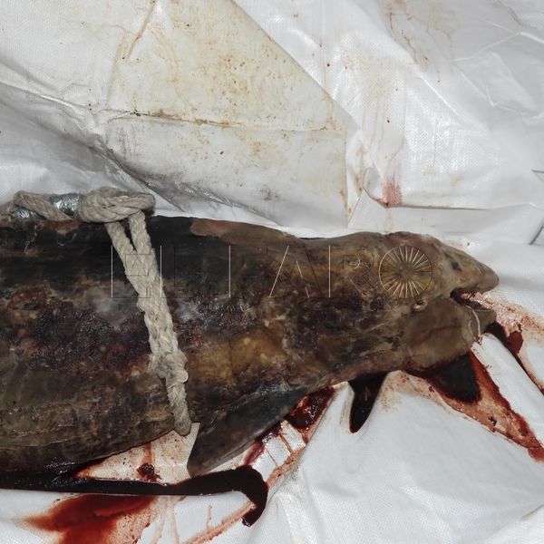 marsopa Guelaya denuncia la muerte de una marsopa por las redes