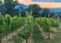 viñedos Llivia, la Melilla al otro lado de los Pirineos