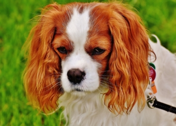 1 ¿Qué plantas son tóxicas para perros y gatos?