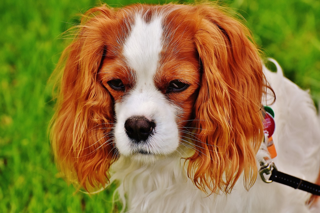 ¿Qué plantas son tóxicas para perros y gatos?