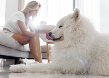 10 1 ¿Qué productos de limpieza son tóxicos para las mascotas?