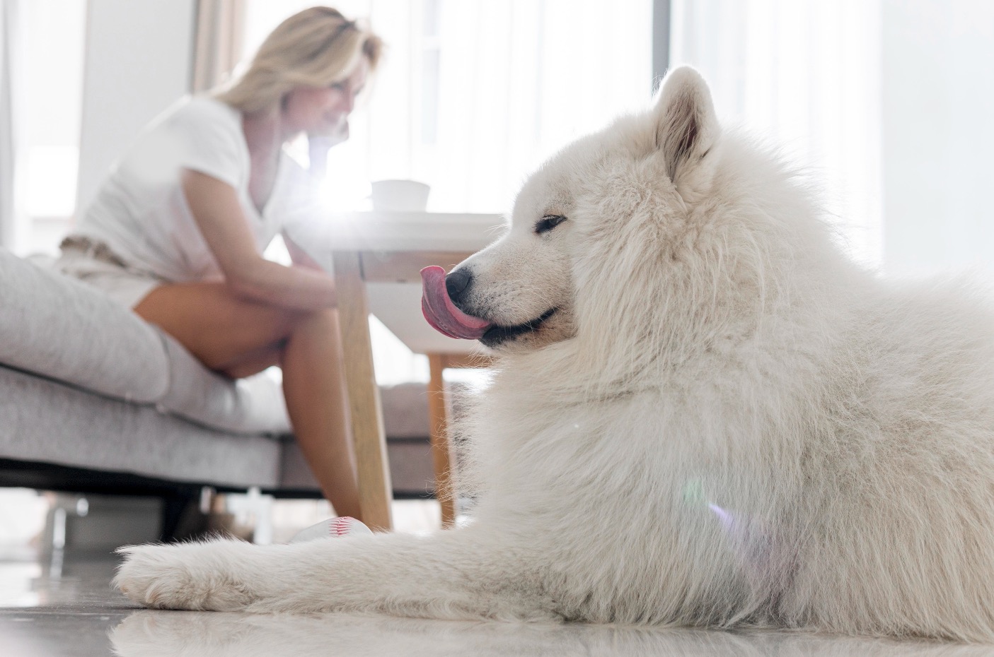 ¿Qué productos de limpieza son tóxicos para las mascotas?