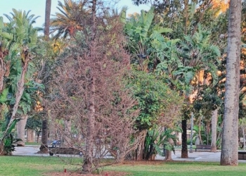 El cedro del atlas que se plantó en el Parque Hernández en diciembre de 2022 | Fotografía: Movimiento en Defensa del Arbolado de Melilla