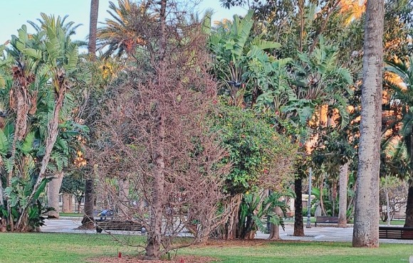 El cedro en recuerdo de las víctimas del Covid ha muerto, denuncian los ecologistas