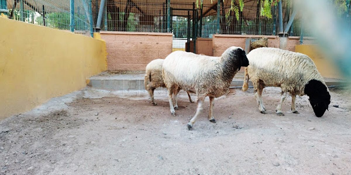 GRanja Medio Ambiente estudia contratar más personal para la Granja Escuela