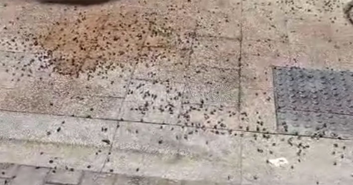 abejas odonnel recorte Guelaya habla de "miles de abejas muertas o moribundas en el entorno de O'Donell"