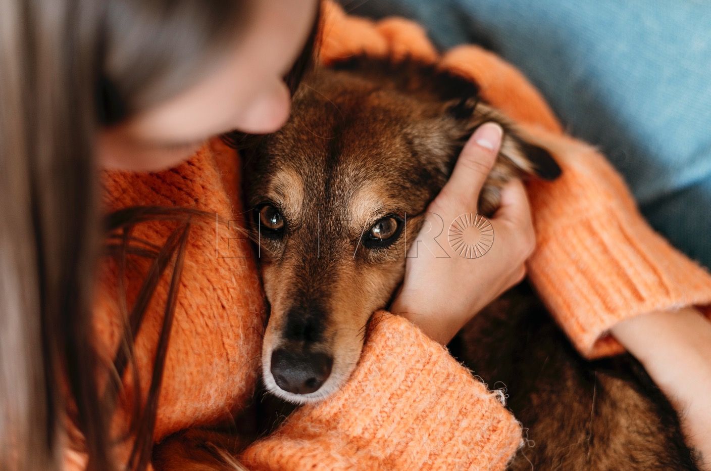 1 2 Ansiedad por separación en los perros