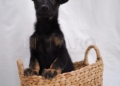 2 4 Gus Gus y Kiara buscan un hogar
