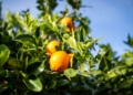 240510 Naranjas navelina Mercadona compró 3.864 millones de euros a proveedores de Andalucía en 2023