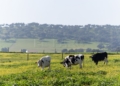 240510 Vacas lechera Covap Mercadona compró 3.864 millones de euros a proveedores de Andalucía en 2023