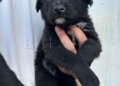 3 7 Gus Gus y Kiara buscan un hogar