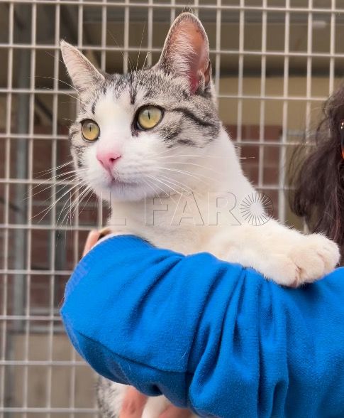3 Dante busca un hogar