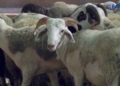 497b6fec 431b 4ce4 b27d 74b186502bb4 La polémica por el precio de los corderos de la Pascua no deja de crecer en Melilla