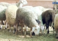 8c2d5710 fbd3 4602 93ab 656290b8720b La polémica por el precio de los corderos de la Pascua no deja de crecer en Melilla