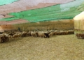 8d748bb2 0a54 4d28 b594 40db9a58195d Llegan a Melilla los corderos de la Pascua