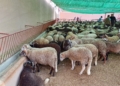 99e1c92f 9de8 4f72 973a 8195eca2f617 Llegan a Melilla los corderos de la Pascua