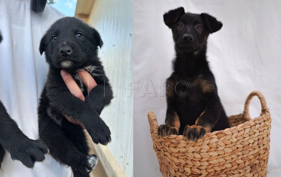 Captura de pantalla 2024 05 16 a las 19.20.45 Gus Gus y Kiara buscan un hogar