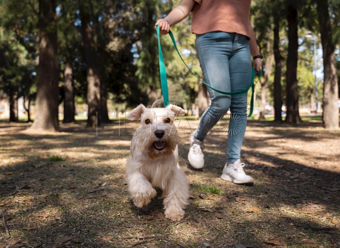 Captura de pantalla 2024 05 24 a las 20.59.21 Zoomies en perros y gatos: ¿Qué son?
