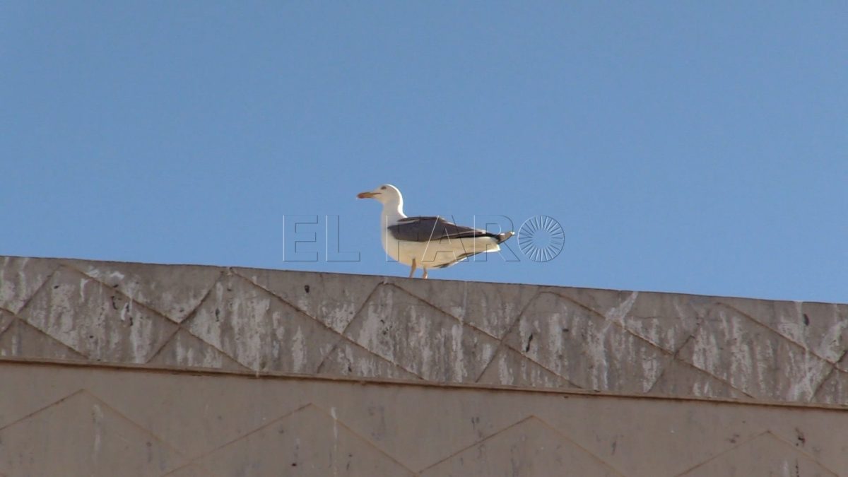 MVI 0158 e1716402303445 Guelaya pide un control efectivo de la población de gaviota patiamarilla en la ciudad