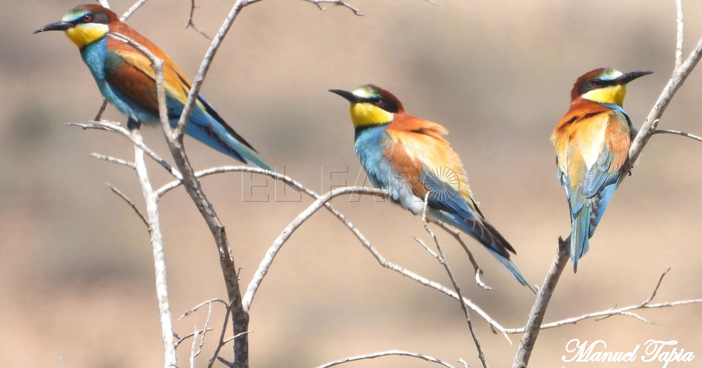 Posadero en una rama seca recorte Abejarucos