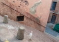 WhatsApp Image 2024 05 01 at 20.21.19 Dos niños rescatan a una garza extraviada en Ataque Seco