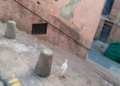 WhatsApp Image 2024 05 01 at 20.21.20 2 Dos niños rescatan a una garza extraviada en Ataque Seco