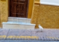WhatsApp Image 2024 05 01 at 20.21.22 Dos niños rescatan a una garza extraviada en Ataque Seco
