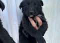 WhatsApp Image 2024 05 14 at 20.26.05 1 Gus Gus y Kiara buscan un hogar