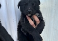 WhatsApp Image 2024 05 14 at 20.26.07 1 Gus Gus y Kiara buscan un hogar