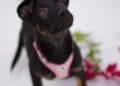 WhatsApp Image 2024 05 14 at 20.27.15 2 Gus Gus y Kiara buscan un hogar