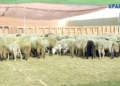 a7d9eac6 2618 4c6f 8703 f29eb76bb03c La polémica por el precio de los corderos de la Pascua no deja de crecer en Melilla